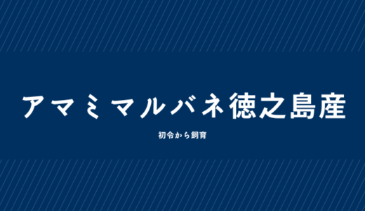 アマミマルバネ初令から飼育